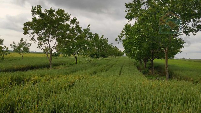 Poljoprivredno zemljište -Tenja